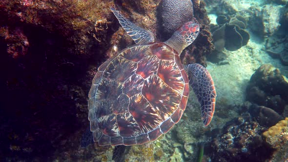 Hawksbill Sea Turtle Slowly Swimming in Blue Water Through Sunlight Try to Find Food on Coral Reef