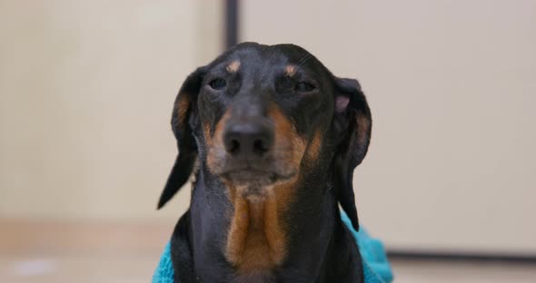 Funny Dachshund Dog in Blue Terry Robe Barks Indignantly Attracting Attention of Owner