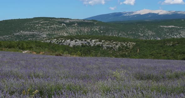 Field of lavenders, Mont Ventoux,  Provence, France