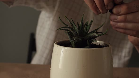 Gardeners Hand Transplanting Succulent in Pot on Table