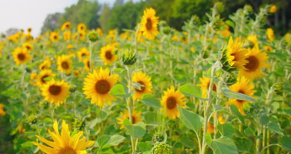 Sunflower Field in a Beautiful Evening Sunset