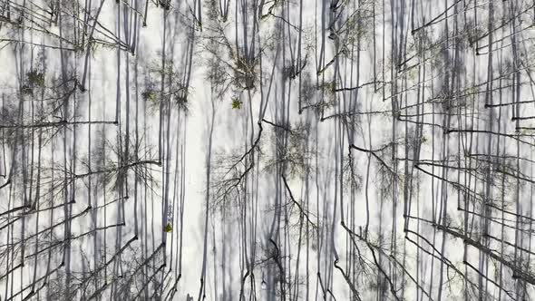 Drone Flight Over a Winter Deciduous Forest