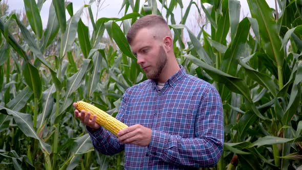 Agronomist with Corn in His Hands Looking at the Camera