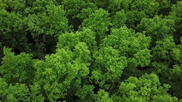 Drone's Eye View  Woods From Above Aerial Top Down Green Forest Background Caucasus Russia