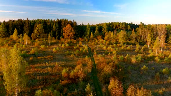 Aerial view of a beautiful autumn wood's edge on a sunny evening