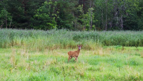 Male Roe Deer Looking At The Camera While Walking In The Meadow In Tromoya Island, Arendal, Norway.