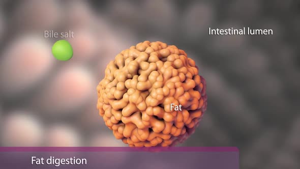 Some of the byproducts of fat digestion can be directly absorbed in the stomach.