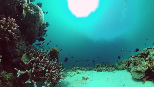 Coral Reef and Tropical Fish Underwater. Bohol, Panglao, Philippines.