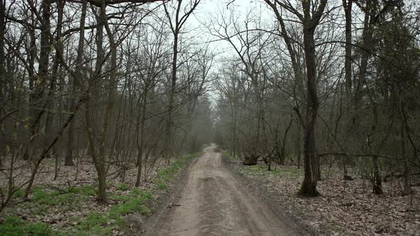 Dirt Road in the Spring Forest