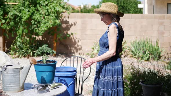 A beautiful woman of retirement age gardening and planting tomatoes in the backyard sunshine SLOW MO