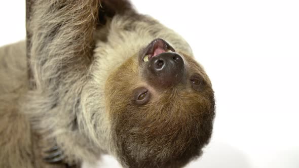 Close up White background sloth with copy space hanging upside down