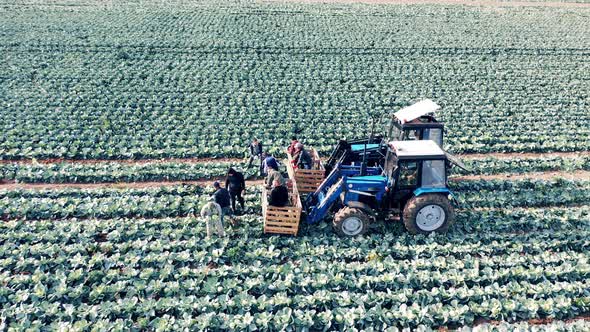 Tractors and Farmers Loading Them with Harvested Cabbage