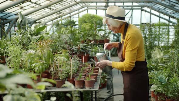 Senior Woman Gardener Watering Plants Using Metal Wateringcan Working in Greenhouse Alone