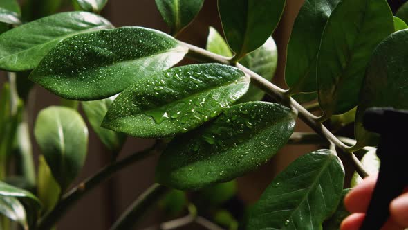 A slow motion shot of spraying the green leaves of a houseplant. Water droplets sparkle on the leave