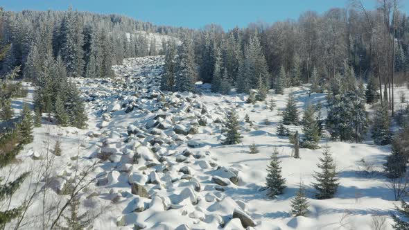 Drone fly over pine trees in snow covered mountain on sunny winter day