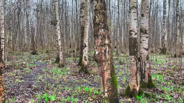 Panoramic Footage of Birchwood of Spring Park in Movement First Spring Grass a Lot of Birch in