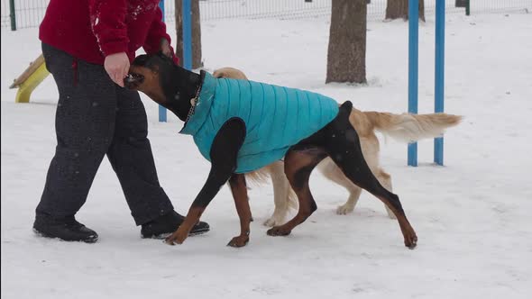 Man Feeding Dogs in Winter Park