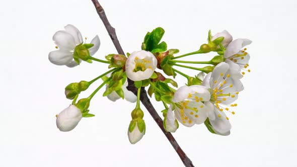 Blossoming Apple-tree Time Lapse on White Background