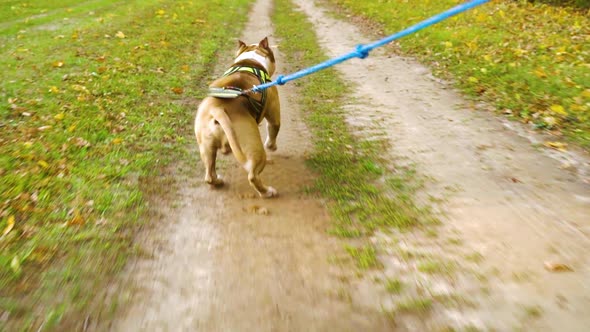 Male dog American Staffordshire terrier running with owner outside