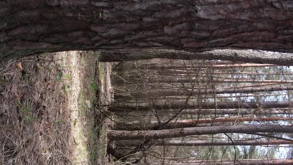 Vertical Video of Trees in a Pine Forest Slow Motion