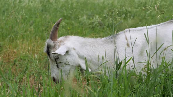 Zaanen Goat. In the Green Grass. Slow Motion.