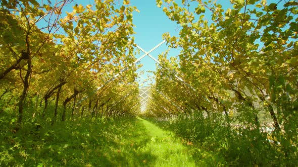 Aisle Runs Between Rows of Grape Vines with Wooden Poles