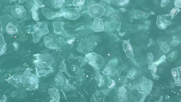 Jellyfishes in Dirty Sea