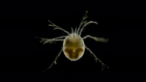 Mite Hydrachnidia Under the Microscope