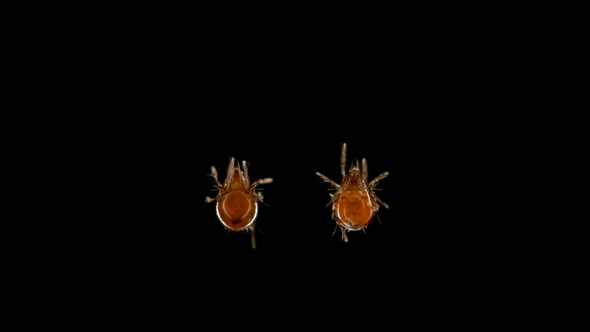 Mite Oribatida Under Microscope, Order Sarcoptiformes