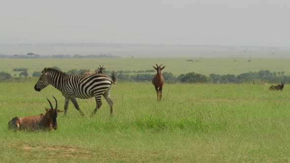 Zebra and Topi antelopes