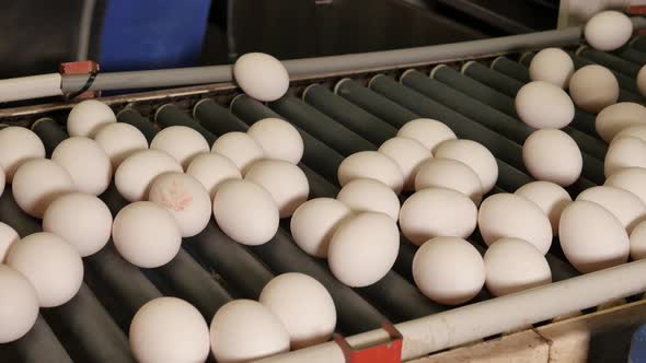 Eggs on conveyor belt sorted by human hand
