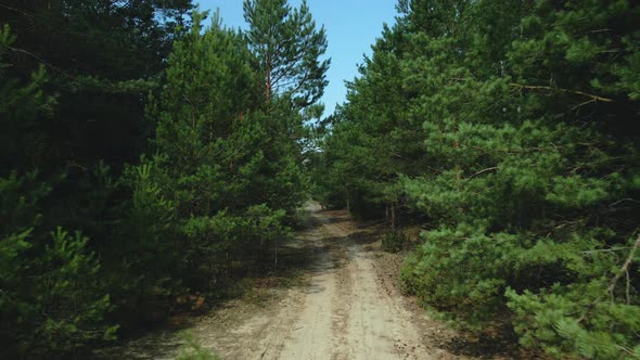 Flight Over A Country Road. In A Pine Forest Among Trees Of Trees. Medium Plan. Aerial Photography.