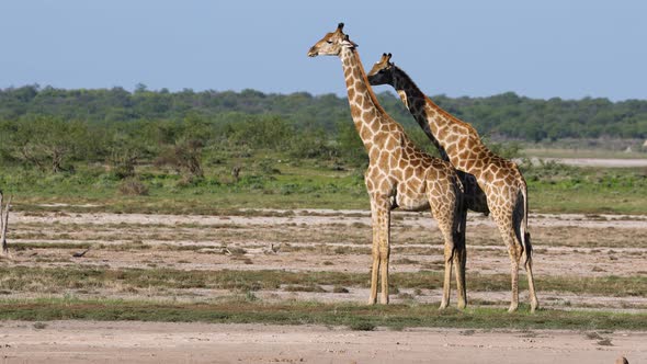 Giraffes (Giraffa camelopardalis) on the plains of Etosha National Park, Namibia