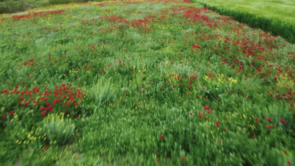 Green Field and Red Flowers Aerial View