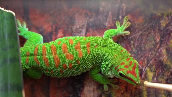 Giant day gecko biting honey off the end of a stick