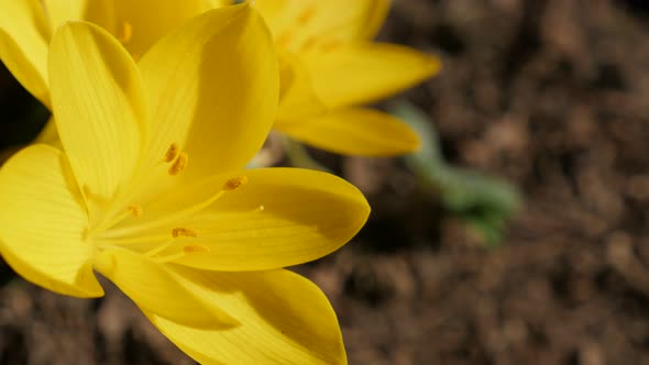 Shallow DOF yellow crocus  flowering plant  4K 2160p 30fps UltraHD footage - Garden with  lily-of-th