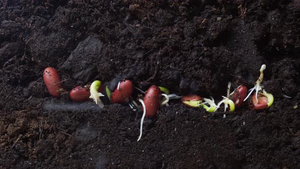 Agriculture Concept. Bean Seedlings Sprout Underground. Timelapse