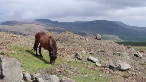 Icelandic horse eating the grass