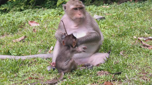 Mother and Baby Macaque Monkeys