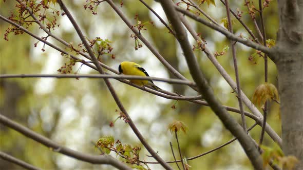 American goldfinch bird perched on a tree branch in Canada, medium shot