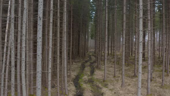 Aerial View of Forest