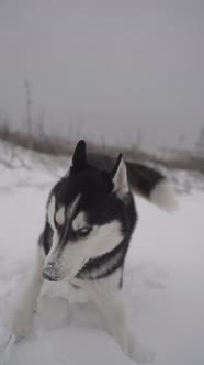 Purebred dog running through snowy field