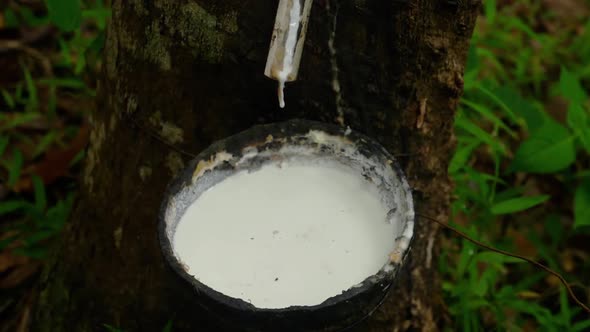 Milky Latex Extracted From Rubber Tree