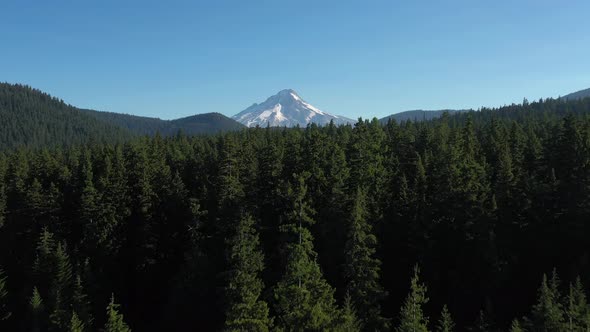 Aerial flying above evergreen tree forest and revealing the majestic snow covered Mt. Hood.