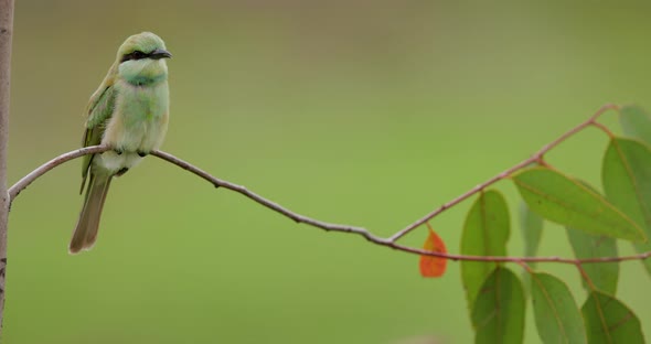 Juvenile Small Green bee eater sitting on a branch watches other fly in and sit besides him