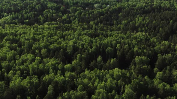 Aerial View of Green Trees in a Large Forest. Horizontal Panorama of the Forest