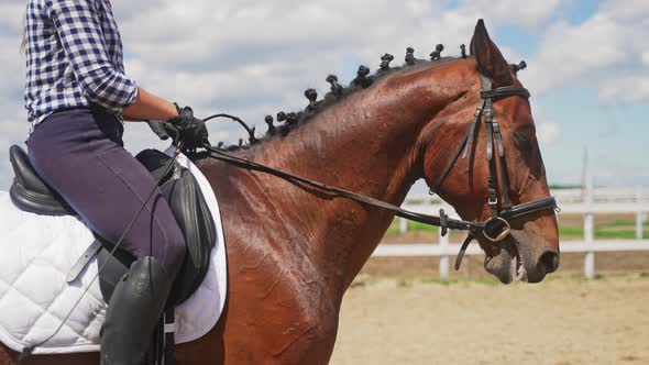 Jockey On The Back Of A Dark Brown Horse Holding Halter Stroking It with Love