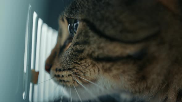 Close-up of domestic cat in a pet carrier bag.