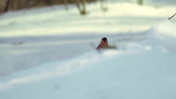 Bullfinch Eating Seeds