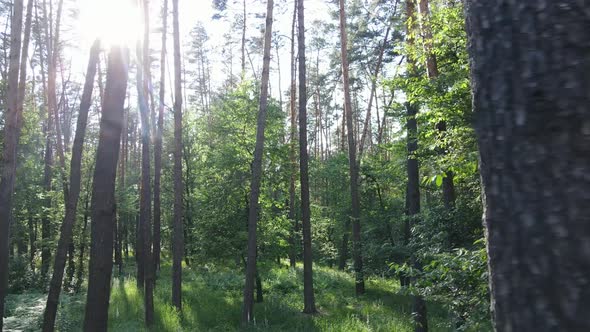 Trees in the Forest By Summer Day